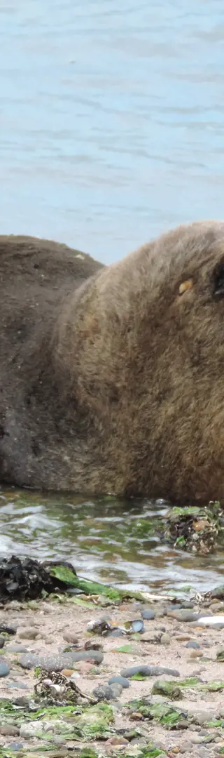 Einzigartiges Spektakel